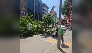 Bursa'nın bir ilçesinde büyük panik! dev ağaç bir anda yıkıldı