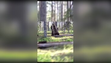 Bursa'da koca dağ dar geldi! Ayıların hakimiyet mücadelesi kamerada...