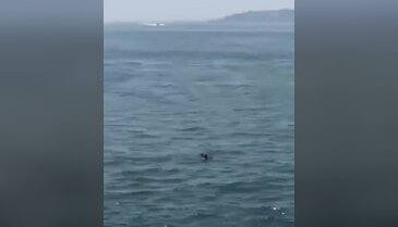 Bursa'nın yanı başında korku dolu anlar! Kurtarmak isterken feribotta mahsur kaldı...