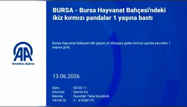 Bursa Hayvanat Bahçesi'ndeki ikiz kırmızı pandalar 1 yaşına bastı