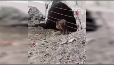 Mudanya sahilinde akılalmaz görüntüler: Dalga sesleri arasında herkesi şoke eden misafir