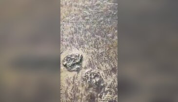 İznik Gölü'nde mucizevi yolculuk: Akıntıya karşı büyük mücadele başladı