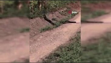 Yol kenarında görülen yılan dansı kameraya yansıdı