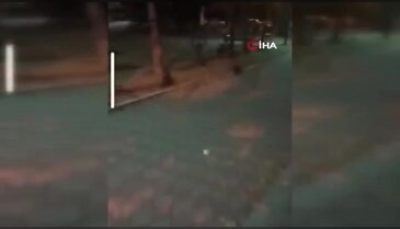 Roller değişti! Bu sefer kaçan fare değil kedi oldu...