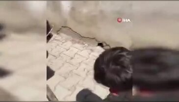Yılanı yakaladı ama hesaba katmadığı şey başına geldi!