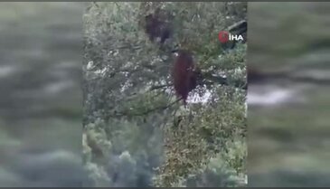 Kamyon devrildi, milyonlarcası şehre dağıldı: Evde kalın