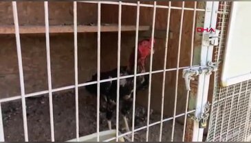 Bursa'da evde kurulan yasa dışı dövüş ringine operasyon! Bitap halde bulundu, 650 bin liralık ceza kesildi...