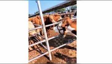 Gören bir daha bakıyor: İneğin kafasında 'bacak' çıktı!