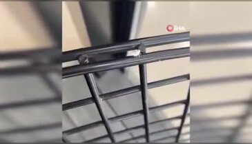 Bursa'da nadir görülen böcek görüntülendi! İlginç görünümü dikkat çekti