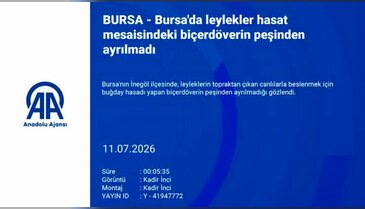 Bursa'da leylekler hasat mesaisindeki biçerdöverin peşinden ayrılmadı