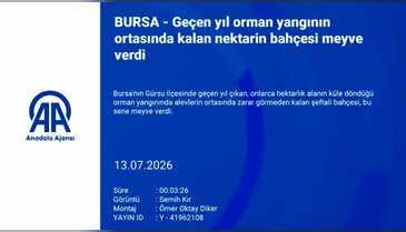 Bursa'daki o bahçenin hikayesi herkesi şaşırtıyor! Mucize gibi...