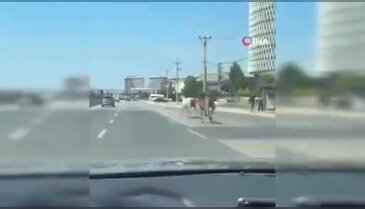 Bursa'da atlar trafiğe çıktı!