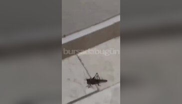 Bursa'da dev çekirge paniği! Balkonlara ve evlerin çevresine kadar geldiler