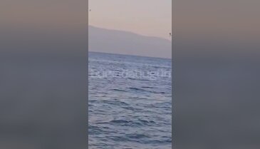 Mudanya Altıntaş Sahili'nde yunus sürprizi...