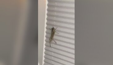 Türkiye'nin konuştuğu dev çekirgeler İznik'te de görüldü!