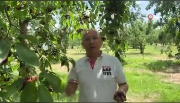 Bursa'da yetişiyor, dünyaya satılıyor! Talep her geçen gün artıyor...