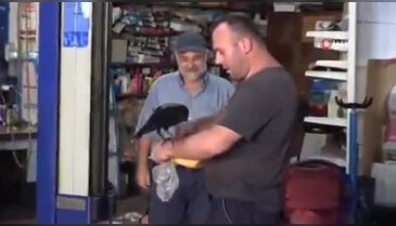 Bursa'da sıra dışı dostluk! Yaralı halde buldu, tamirhanenin neşesi oldu...