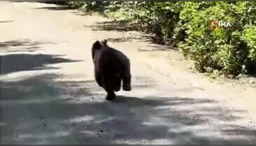 Bolu'da aracın önünde koşan ayı kameraya yansıdı