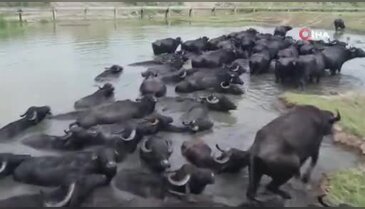 Bursa'da üretilen bu sucuk yok satıyor! Her ilden sipariş geliyor