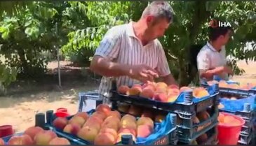 Bursa'da şeftali hasadı başladı! Üreticiden ihracat ve fiyat çağrısı