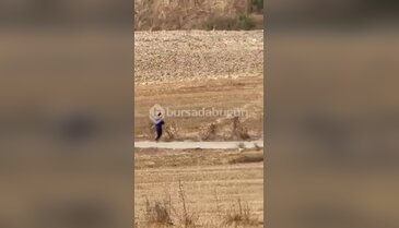 Bursa'da pes dedirten olay! Tarlayı yakıp koşarak kaçtı, o anlar kamerada...