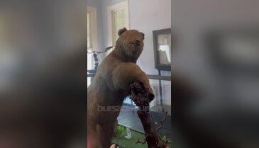 Bursa'da yıllardır sergilenen Yumak'ın hikayesini duyan şaşırıyor!