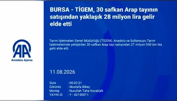 Karacabey'de Arap tayları için büyük ihale: 27,5 milyon liralık satış