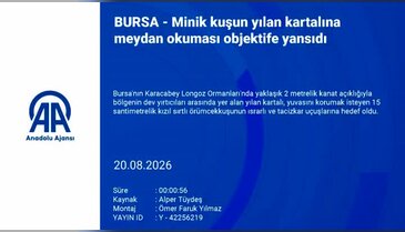 Bursa'da şaşırtan doğa olayı!