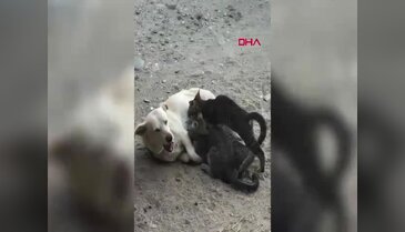 Görenler şaşkına döndü: Köpek, yavru kedileri emzirdi