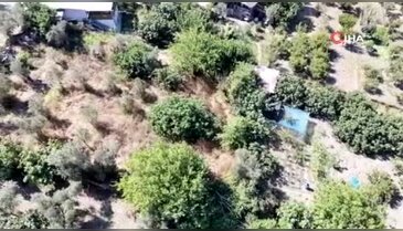 Avrupa'nın gözde meyvelerinden "Bursa Siyahı" incirinde hasat başladı
