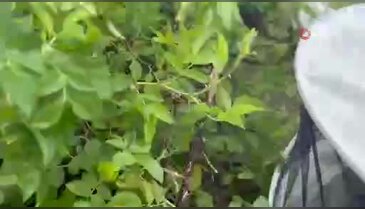 Görenler şaşkına döndü! Binlerce arı çalılığı böyle kapladı