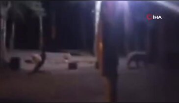 Uludağ'da çadır kuran ailenin yanına aç kalan ayı geldi