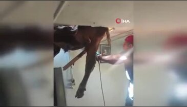 Evde uyuyanlar gözlerine inanamadı: Çatıdan boğa çıktı