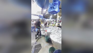 Bursa'da balık tezgahları yeniden doldu! En tercih edilen...