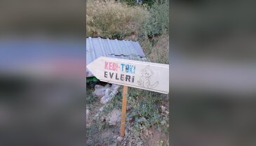 Bursa'da kedilere 5 yıldızlı 'TOKİ'! Her gün tek tek ilgileniyor