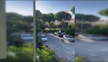Domuz sürüsü mahalleye indi, kafalarına göre dolaştılar...