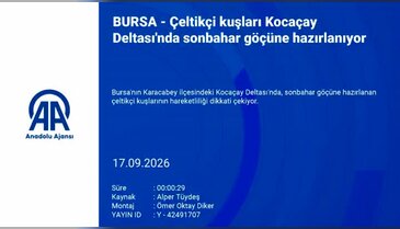 Bursa'da sonbahar göçü öncesi çeltikçi kuşlarının hareketliliği dikkat çekti