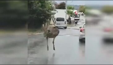 Deve kuşu evden kaçtı! İşte kaçtığı görüntüler