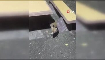 Bursa'da beklenmedik ziyaret! Vatandaşların yanına gelip cips yedi...