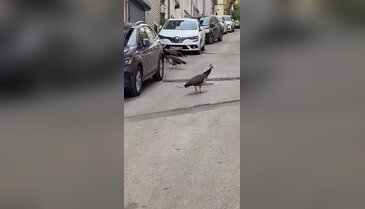Bursa'da sokakta tavus kuşu şaşkınlığı! Dört kuş bir anda ortaya çıktı