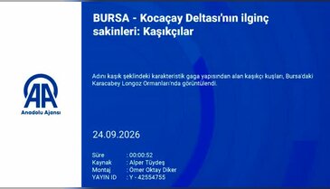 Bursa'da doğanın nadir misafirleri görüntülendi!