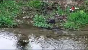 Türkiye'nin en süzgün kanatları Bursa'da yem ararken objektife yakalandı!