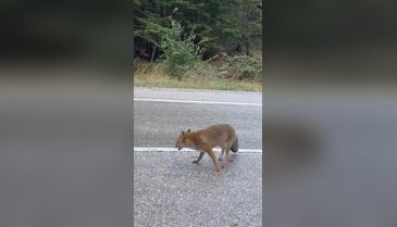 Uludağ'da yaban hayatla sevimli karşılaşma!