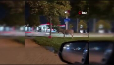 Bursa'da ilginç görüntü! Eşeğini ağaca bağlayıp gitti...