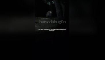 Bursa'da korkutan karşılaşma! Kısa sürede gözden kayboldu...