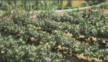 Bursa'dan aldığı ilhamı bahçesine taşıdı! Sonuç yüzünü güldürdü